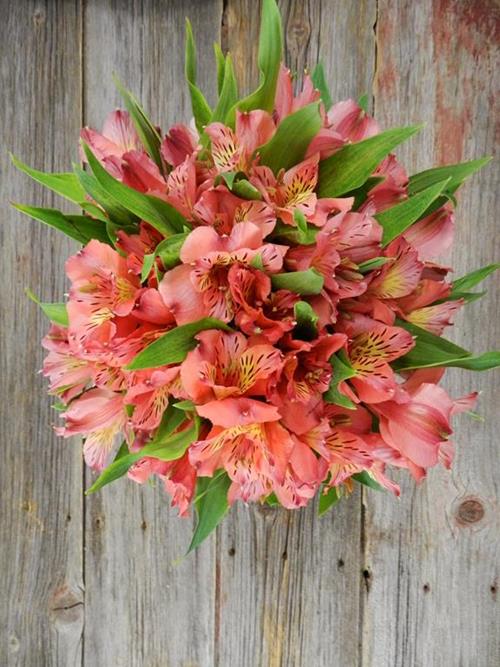 KODIAK SUPER HOT PINK ALSTROEMERIA